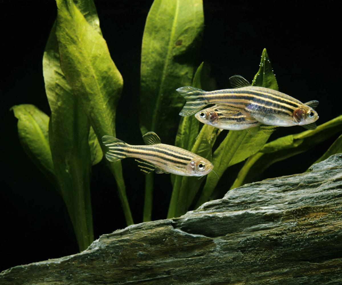 Zebrafish in toxicology and drug discovery